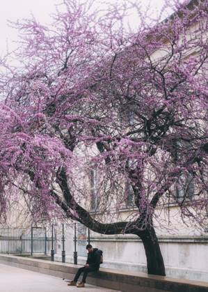 Travelpictures Paris Paris, 02 04 2024 Travelpictures, Man sits under a cherry tree with its blooming cherry blossoms