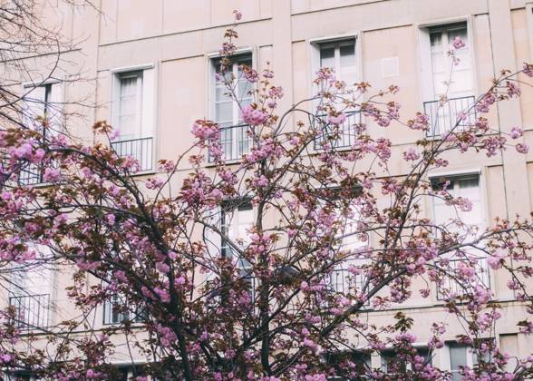 Travelpictures Paris Paris, 02 04 2024 Travelpictures, Cherry blossoms everywhere
