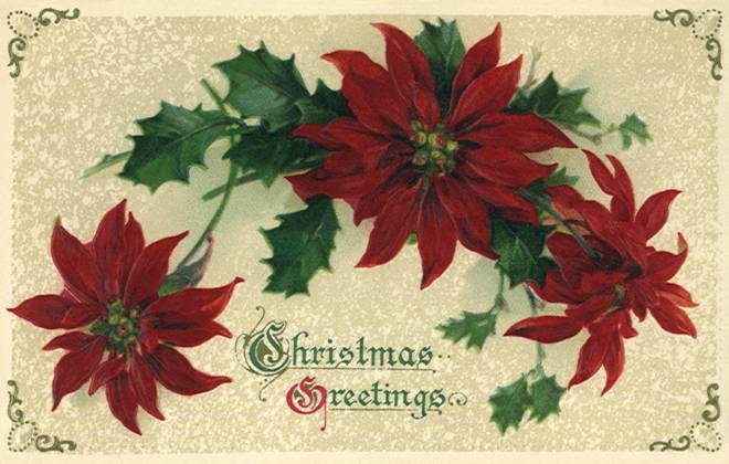 RECORD DATE NOT STATED Christmas Poinsettias Christmas Poinsettias Date: 1910  Copyright: Copyrightx(c)Geminix2023.xCredit:xGemini 12924016