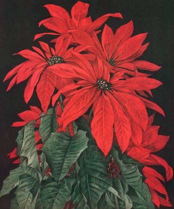RECORD DATE NOT STATED Red Poinsettias Red Poinsettias Date: 1910  Copyright: Copyrightx(c)Geminix2023.xCredit:xGemini 12925656