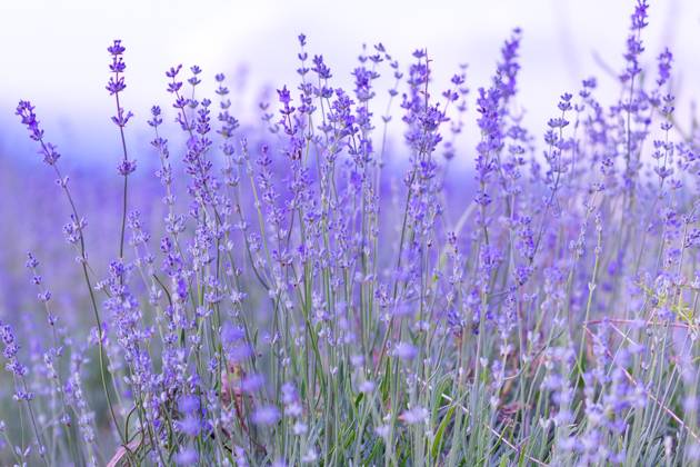 Lavender flowers close-up on sky background Lavender purple flowers close-up on sky background, summer field Copyright: xZoonar.com NataliyaxNazarovax 21571836