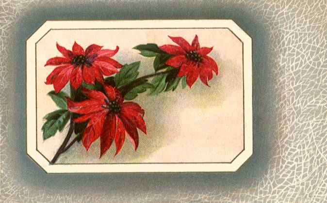 RECORD DATE NOT STATED Poinsettias Poinsettias Date: 1910  Copyright: Copyrightx(c)Geminix2023.xCredit:xGemini 12932777