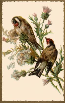 RECORD DATE NOT STATED Birds Perched on Plant Birds Perched on Plant Date: 1910  Copyright: Copyrightx(c)Geminix2023.xCredit:xGemini 12932906