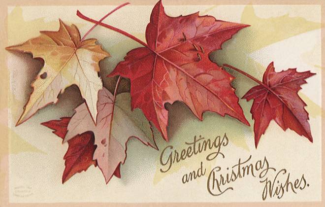 RECORD DATE NOT STATED Maple Leaves Maple Leaves Date: 1910  Copyright: Copyrightx(c)Geminix2023.xCredit:xGemini 12940265