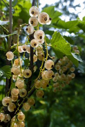 Ripe white currants in the garden. Brush of white currant berries and green leaves. White currant Ribes rubrum White grape Close up. Macro. High quality photo Copyright: x RECORD DATE NOT STATED