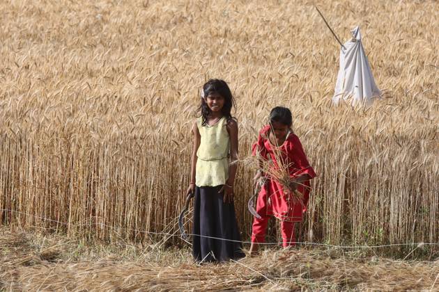 Wheat Harvest In Uttar Pradesh Children are harvesting wheat in Dhampur, Uttar Pradesh, India, on April 19, 2024. Dhampur Uttar Pradesh India  Copyright: xCreativexTouchxImagingxLtdx originalFilename: friedman-wheathar240419_nplar.jpg