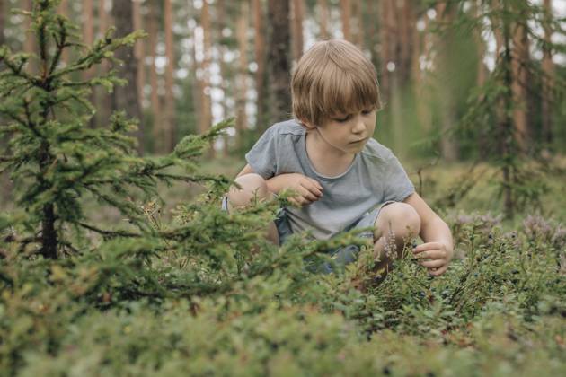 Boy crouching and picking blueberries in forest model released, Symbolfoto, EVKF00128