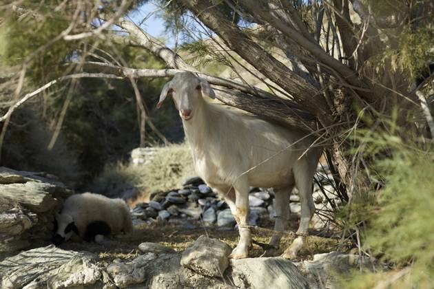A white goat stands on a rocky terrain, with trees in the background and a resting sheep visible beneath the brush. Folegandros Greece bola01018 Copyright: xConnectxImagesx