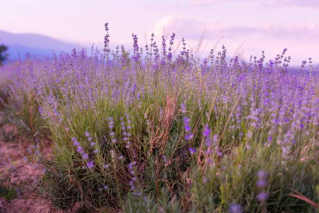 Lavender flowers close-up on sky background Lavender purple flowers close-up on sky background, summer field Copyright: xZoonar.com NataliyaxNazarovax 21637939