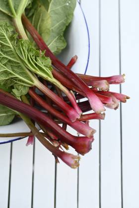 Freshly picked rhubarb on white table, Hamburg Hamburg Deutschland Altes Land GISF01097