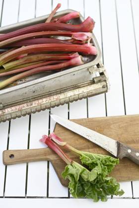 Freshly picked rhubarb on white table, Hamburg Hamburg Deutschland Altes Land GISF01098