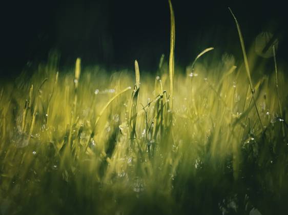 in the Meadow to a Summer rain 1047100318