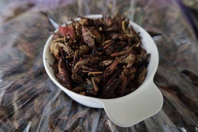 Pre-Hispanic Gastronomy Fair In Mexico View of dried grasshoppers at the Pre-Hispanic Food Fair 2024 in the Macro Plaza in the Iztapalapa district of Mexico City, where food such as tlacoyos, sopes, quesadillas, huitlacoche, chilatole, and other dishes prepared with acociles, nopales, quelites, beans, and grasshoppers are on offer, on July 11, 2024. Mexico City Mexico  Copyright: xGerardoxVieyrax originalFilename: vieyra-notitle240711_nppr0.jpg