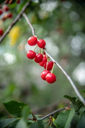 IMAGO Creative, Jahreszeit Sommer, Kirschen Red cherries hanging from the garden tree with bokeh Copenhagen, Denmark R_LXJF240714-1482448-01 ,model released, Symbolfoto ,property released