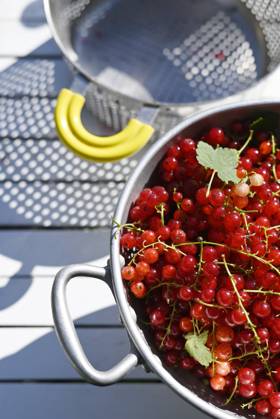 Freshly harvested red currants in colander, Hamburg Hamburg Deutschland Altes Land GISF01117