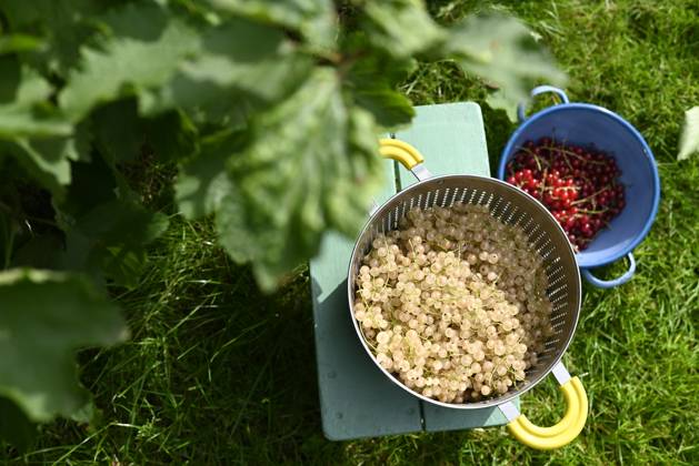 Fresh white and red currant inside colander in garden, Hamburg Hamburg Deutschland Altes Land GISF01122