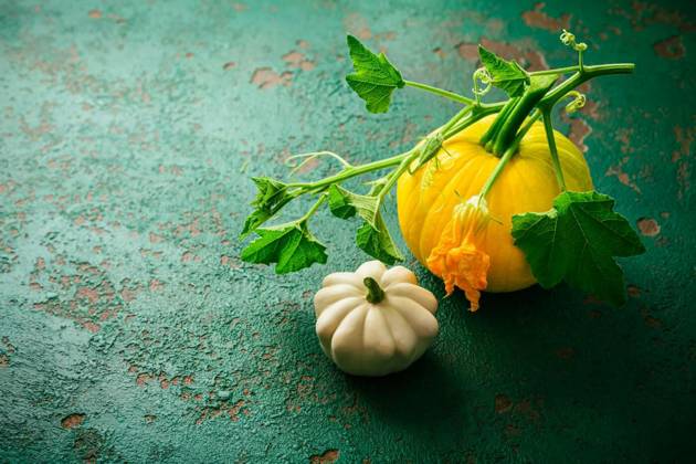  Pattypan squash and yellow zucchini - summer squash (Cucurbita pepo), Pattypan squash and yellow zucchini - summer squash (Cucurbita pepo), Pattypan squash and yellow zucchini - summer squash (Cucurbita pepo), 14.08.2023, Copyright: xBrebcax Panthermedia35730878.jpg
