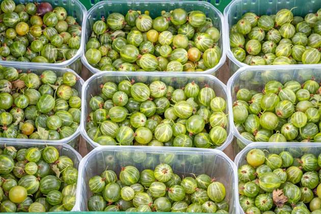  Green gooseberries for sale at a market, , , 10.09.2023, Copyright: xelxeneizex Panthermedia35858814.jpg