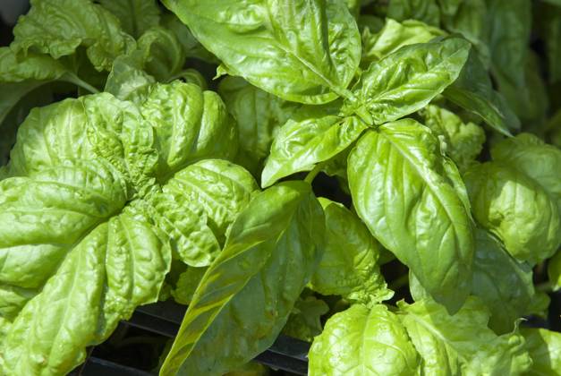 Basil, Campania region, southern Italy, Europe Copyright: GOUPIxCHRISTIAN 1382-314