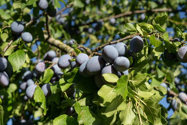 Ripe plums on the tree can be picked Depending on the weather, plums ripen around the end of August and can be picked from the tree They are healthy and can be used in a variety of ways, for example for plum jam, plum compote, plum juice, plum cake and much more Symbolic photo Weser Ems region Lower Saxony Germany