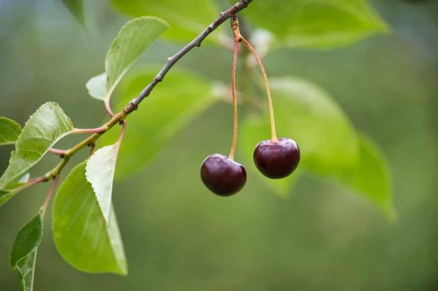 IMAGO Creative, Jahreszeit Sommer, Kirschen Close-up of two ripe cherries hanging from a branch with lush green leaves, Close-up image of two ripe cherries hanging from a branch among lush green leaves, depicting fresh and natural summer fruits., Close-up image of two ripe cherries hanging from a branch among lush green leaves, depicting fresh and natural summer fruits., 26.06.2024, Copyright: xNetPixx Panthermedia37503690.jpg