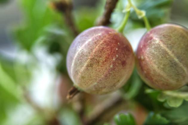  Close-up view of fresh ripe gooseberries with green leaves, Macro shot of fresh and ripe gooseberries with green leaves. Ideal for concepts related to fresh produce, summer fruits, and healthy eating., Macro shot of fresh and ripe gooseberries with green leaves. Ideal for concepts related to fresh produce, summer fruits, and healthy eating., 26.06.2024, Copyright: xNetPixx Panthermedia37503693.jpg