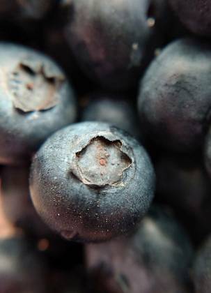  Selective focus of garden ripe blueberries close-up, Selective focus of garden ripe blueberries close-up.Macro photography.Texture or background., Selective focus of garden ripe blueberries close-up.Macro photography.Texture or background., 17.06.2024, Copyright: xmastak80x Panthermedia37450469.jpg