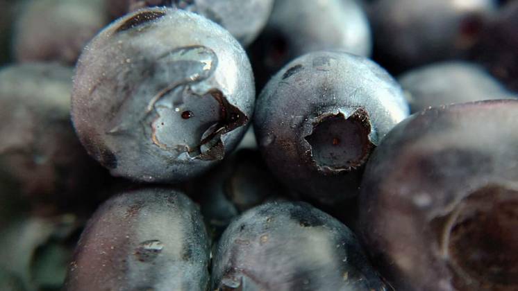  Selective focus of garden blueberries with a drop of water close-up, Selective focus of garden blueberries with a drop of water close-up.Macro photography.Texture or background., Selective focus of garden blueberries with a drop of water close-up.Macro photography.Texture or background., 17.06.2024, Copyright: xmastak80x Panthermedia37450470.jpg