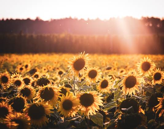 Sonnenblumenfeld in der Abendsonne Sonnenblumenfeld in der Abendsonne Copyright: xZoonar.com LindaxBrotkorbx 22026574
