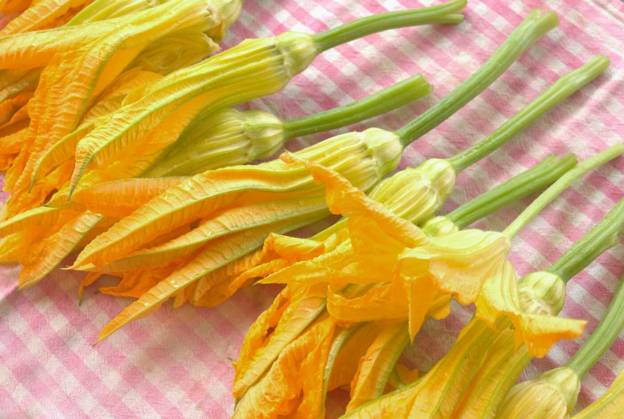  fresh courgette flowers, freshly picked courgette flowers, freshly picked courgette flowers, 05.07.2024, Copyright: xsalmas61x Panthermedia37549293.jpg