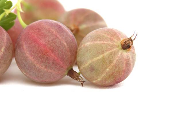  Fresh ripe gooseberries isolated on white background with detailed texture and vibrant colors, Close-up of fresh ripe gooseberries with detailed texture and vibrant colors, isolated on a white background., Close-up of fresh ripe gooseberries with detailed texture and vibrant colors, isolated on a white background., 22.07.2024, Copyright: xNetPixx Panthermedia37608952.jpg