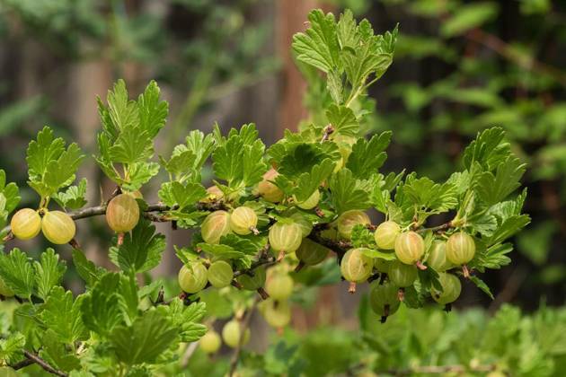  A branch of ripening white gooseberries, A branch of white gooseberry protected by sharp thorns, A branch of white gooseberry protected by sharp thorns, 04.08.2024, Copyright: xBenjamin44x Panthermedia37660113.jpg