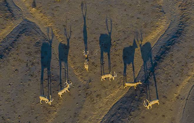 Bilder des Jahres 2024, News 09 September News Themen der Woche KW37 News Bilder des Tages National Wildlife Protection Animal Elks A group of elk, a Class I national wildlife protection animal, play on a beach in Yancheng, China, on September 9, 2024. Yancheng China Copyright: xCFOTOx originalFilename: cfoto-national240911_npu8d