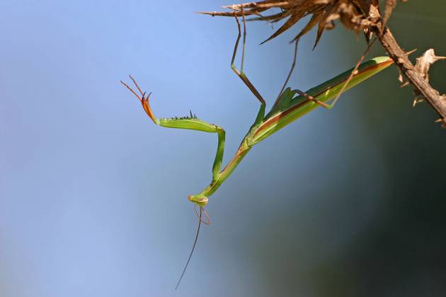 european Praying mantis, Praying Mantis Mantis religiosa , sits at a Thistle, Germany, Bathing Wuerttemberg, Kaiserstuhl European preying Mantis Mantis religiosa , Sitting ON a thistle, Germany, Bathing Wuerttemberg, Kaiserstuhl BLWS716786 Copyright: xblickwinkel McPHOTO M.xSchaefx