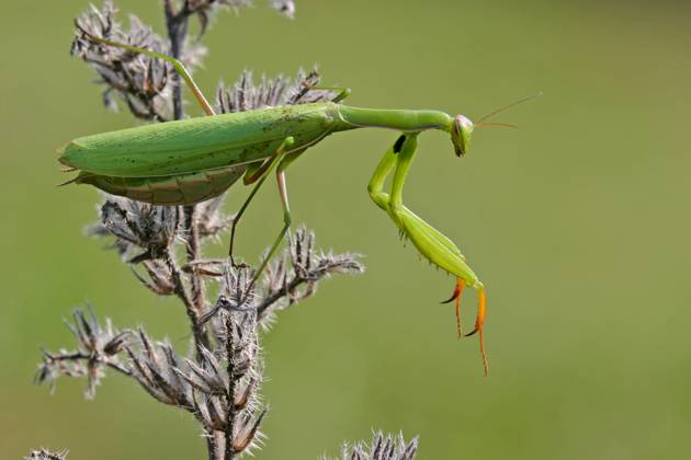 european Praying mantis, Praying Mantis Mantis religiosa , sits at a Thistle, Germany, Bathing Wuerttemberg, Kaiserstuhl European preying Mantis Mantis religiosa , Sitting ON a thistle, Germany, Bathing Wuerttemberg, Kaiserstuhl BLWS716784 Copyright: xblickwinkel McPHOTO M.xSchaefx
