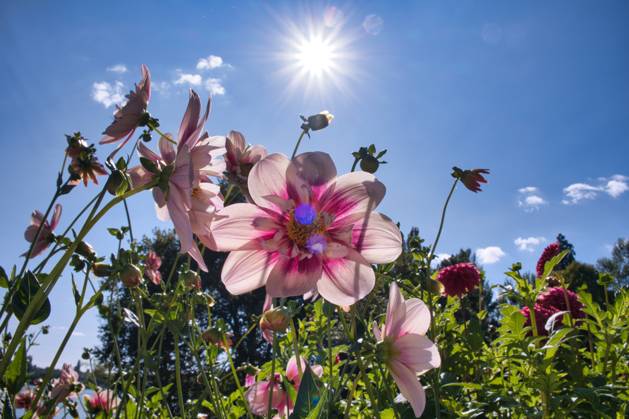 Dahlias under the sun