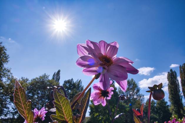 Dahlias under the sun