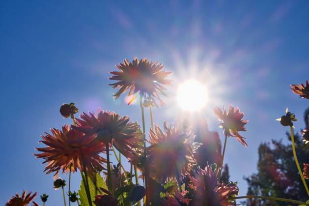 Dahlias under the sun