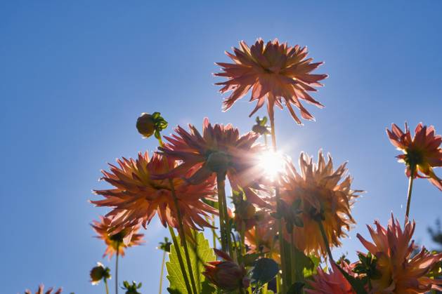 Dahlias under the sun