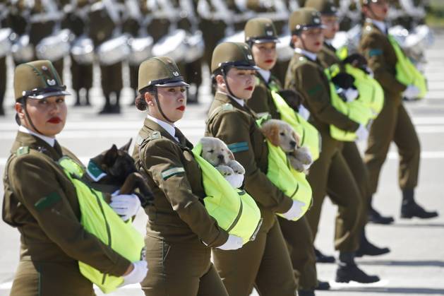 Bilder des Jahres 2024, News 09 September News Themen der Woche KW38 News Bilder des Tages Chile, Militärparade in Santiago Santiago September 19, 2024 Puppies of the Carabineros canine brigade during the Great Military Parade 2024 at the Ohiggins Park ellipse Sebastian Cisternas Aton Chile, Santiago Chile Aton 940427 Copyright: SEBASTIANxCISTERNAS xATONxCHILE