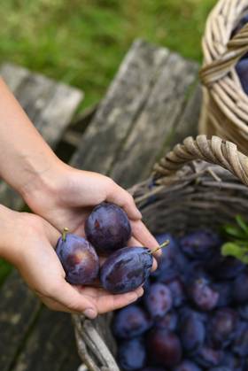 IMAGO Creative, Jahreszeit Sommer, Food, Pflaume Close-up of a child™s hands holding plums harvested in a basket in a garden model released, Symbolfoto, Hamburg Hamburg Deutschland Altes Land GISF01135