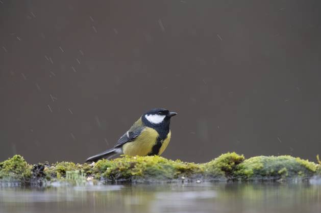A Great tit sits gracefully on a moss-covered surface, with light rainfall creating a serene backdrop, highlighting its vibrant yellow and black plumage. Model Released DavidJerez_ID24001_695786_007 Copyright: xDavidxJerezx RECORD DATE NOT STATED