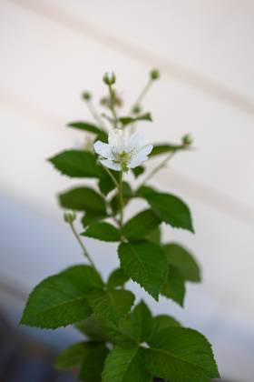 Thornless blackberry plant with a white flower and green leaves United States, Washington, Cheney R_XICN240924A1-1547539-01