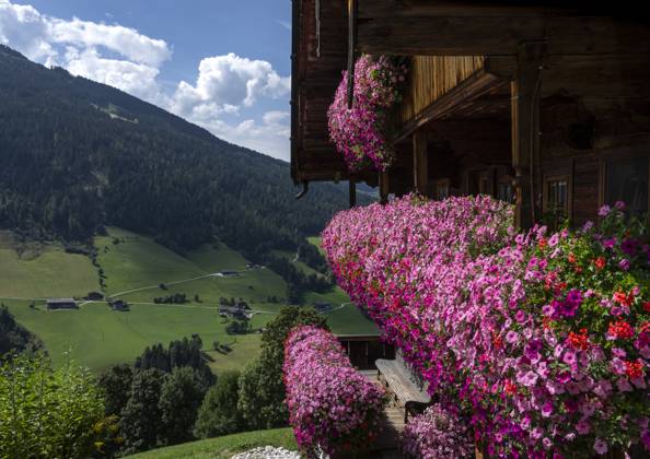 Alpbach flowers as a trademark An incredible splendor of flowers adorns this typical wooden house above Alpbach in the Kitzbühel Alps Austria The flowers on balcony railings and window sills have been part of the brand essence of the award-winning village of Alpbach Tirol Austria for decades