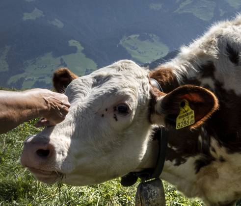 Wildschönau Petting a cow A hand strokes the head of a cow on a pasture in the Wildschönau Tyrol Austria The animal appears to be enjoying the petting Thierbach Tyrol Austria