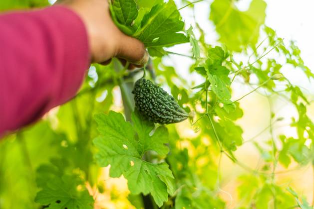 Hand picking a small, green bitter melon from a vine Roseville, California, United States R_OCZQ241007-1552442-01 ,model released, Symbolfoto