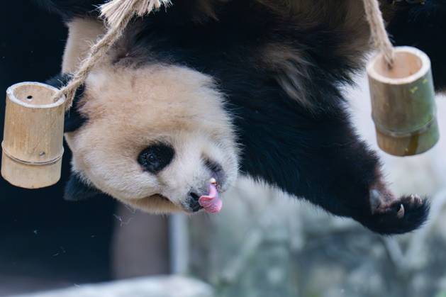 Entertainment Bilder des Tages Giant Pandas Play at Chongqing Zoo Giant panda Yu Ai plays with a bamboo tube at Chongqing Zoo in Chongqing, China, on October 13, 2024. Chongqing Chongqing China  Copyright: xCFOTOx originalFilename: cfoto-giantpan241014_npDvt.jpg