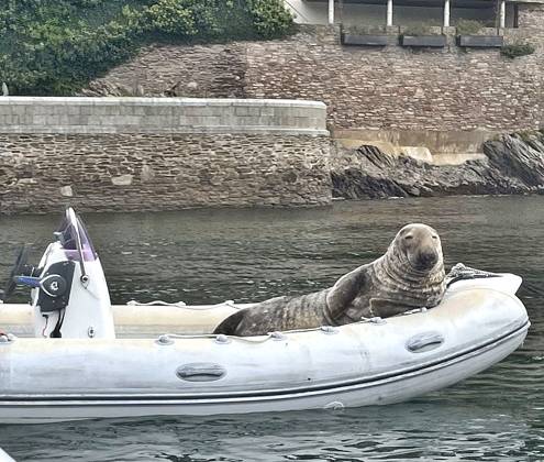 Seal-ing the show! Massive seal spotted chilling out in boat at beauty spot Story from Jam Press (Boat Seal) Pictured: A massive seal chilling out in the boat. Seal-ing the show! Massive seal spotted chilling out in boat at beauty spot A massive seal has been spotted chilling out in a boat at a popular beauty spot. The 32 st (200kg) harbour seal nearly dwarfed the dinghy he was dozing in on. He was spotted by Rob Jones, who was just thankful it hadn t chosen his boat for a nap. The seal was seen on the River Dart, at Dartmouth, Devon. I ve seen seals in the River Dart before but not that size and definitely not in a boat, he told What s The Jam. I reckon he was 200kg. My boat has a swim platform and I moored her in the River  Copyright: xJamxPress RobxJones