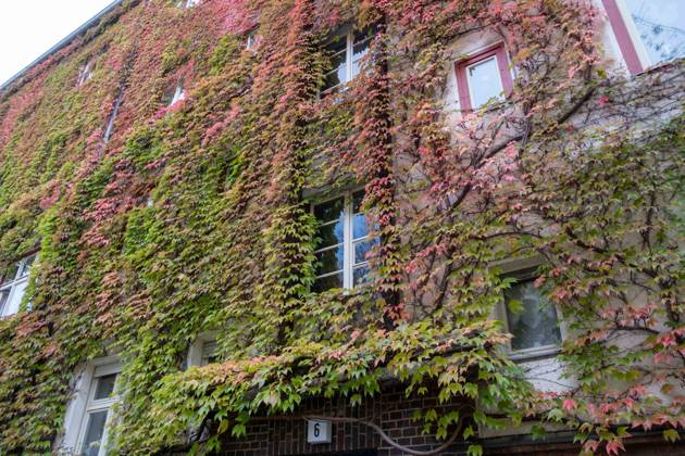 Autumn leaves on a house facade in Gudvanger Straße in Berlin Prenzlauer Berg Autumn leaves on a house facade in Gudvanger Straße in Berlin Prenzlauer Berg Herbst in Berlin s_p20220930-10651