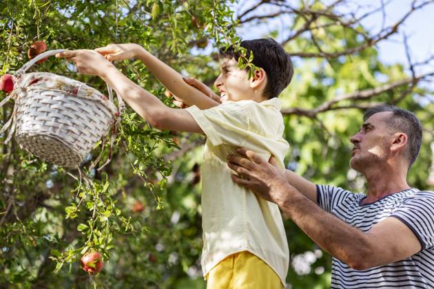 IMAGO Creative, Jahreszeit Sommer, Sommerferien Father and son picking pomegranates together ?zmir, ?zmir, Türkiye CR_THNZ241018-1566137-01 ,model released, Symbolfoto